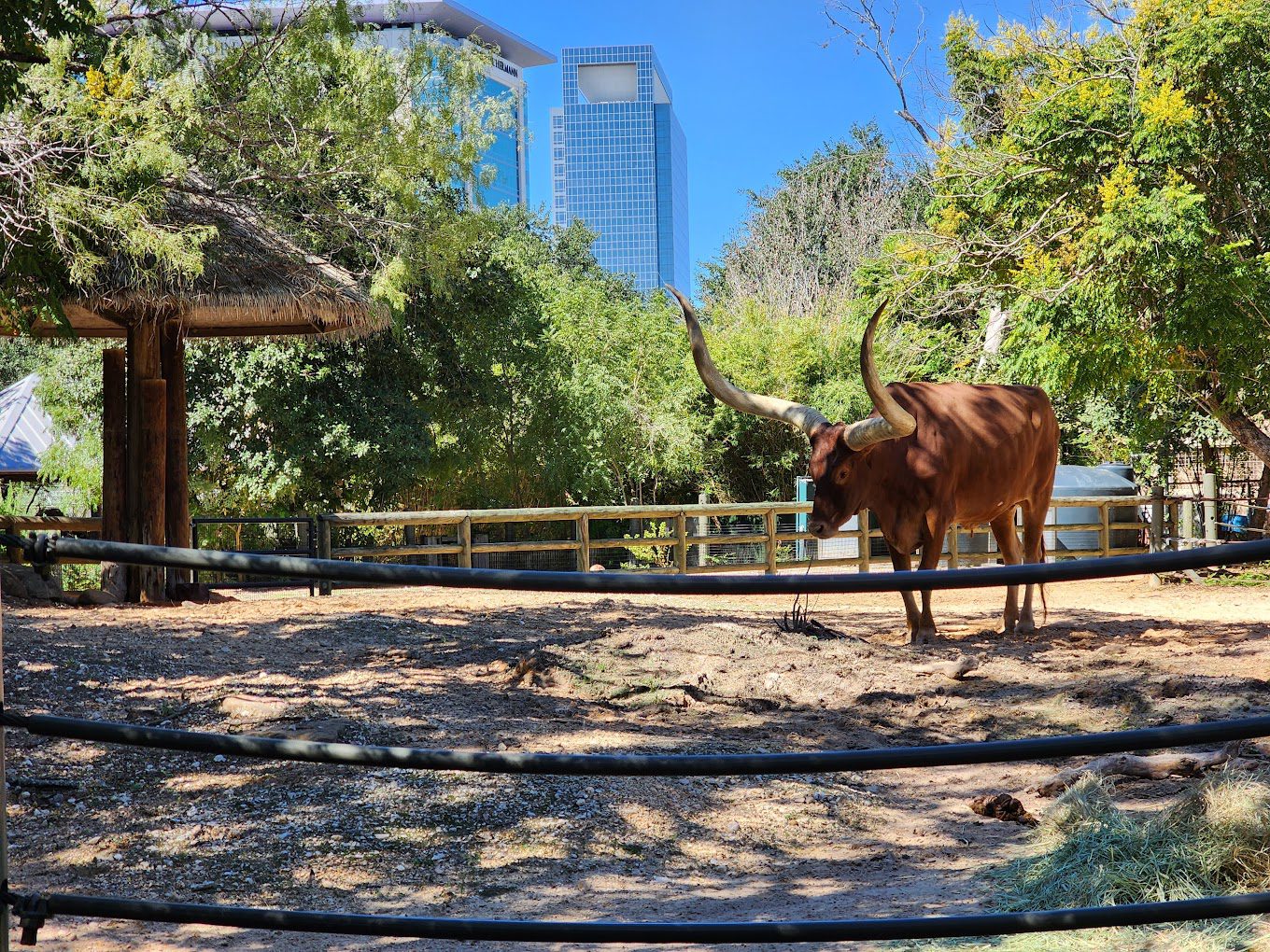 Houston Zoo