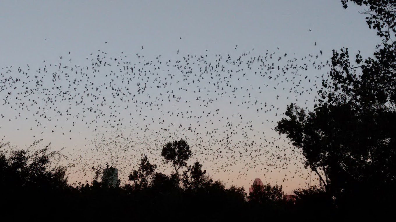 Waugh Bat Bridge Colony